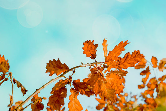 9 Fall Skincare Tips